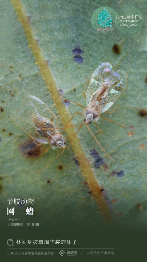 网蝽tingidae网蝽科,隶属于节肢动物门,昆虫纲,半翅目,网蝽科.