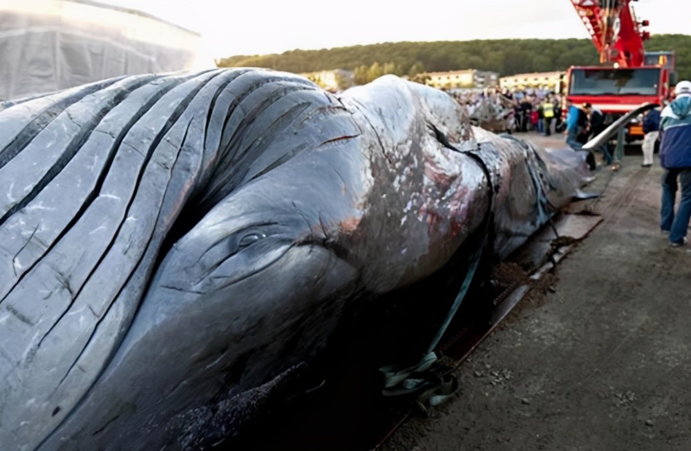 最大的鲸鱼尸体被发现,体重77吨,如此庞大是什么生物杀了它?