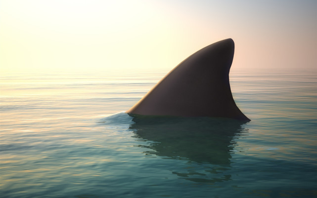 鲨鱼被人类割下"手脚",扔回海里会咋样?但愿人类能大