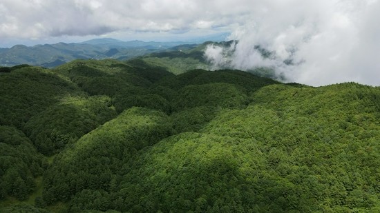 施甸善洲林场山清水秀生物多样