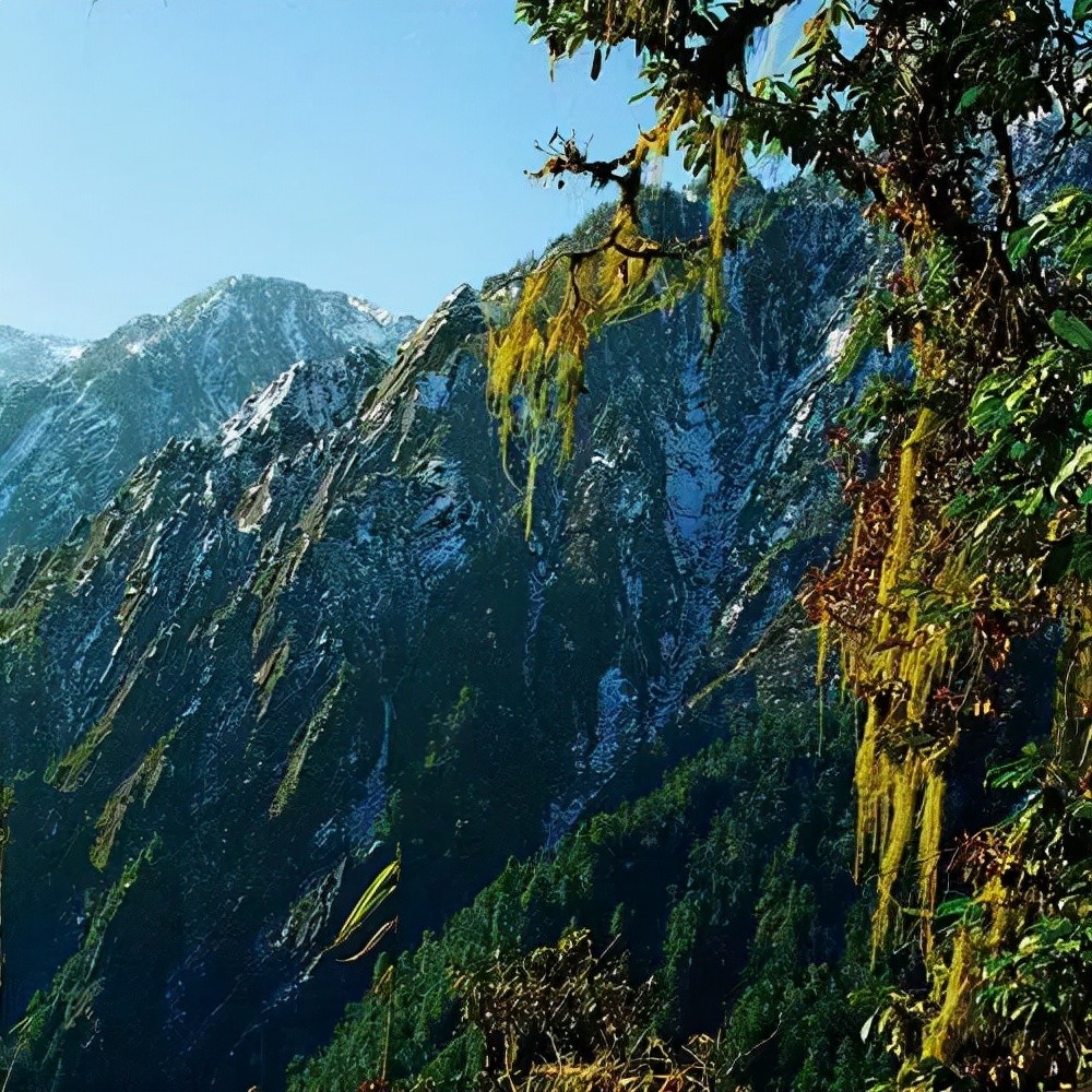 大理铠兰 兰科植物 高黎贡山植物的第二个特点是药用植物和野生