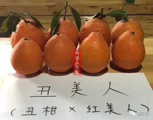 这是任何一个柑橘新品种的通病,比如,现在的"明日见"柑橘,"黄美人","