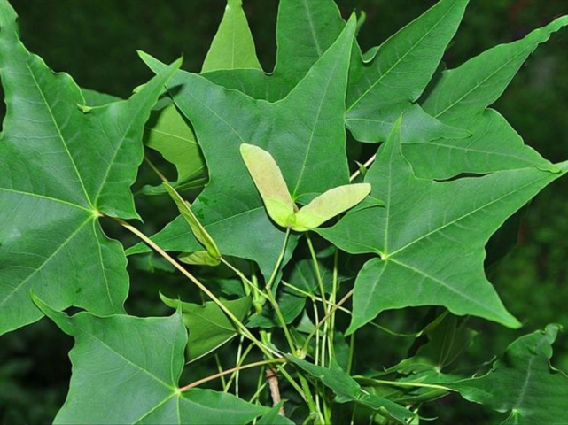 相似园林植物辨析五角枫与元宝枫