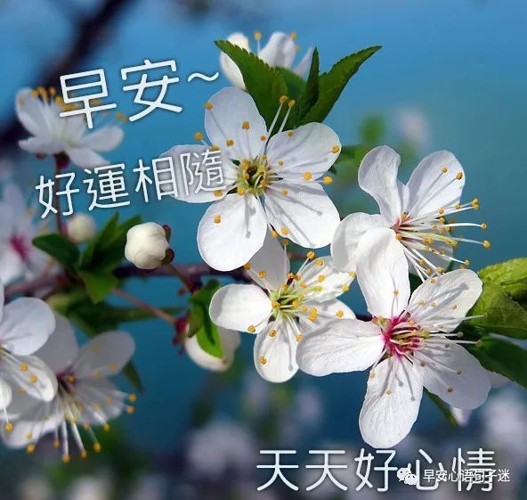早安祝福语图片大全早上好图片祝福语