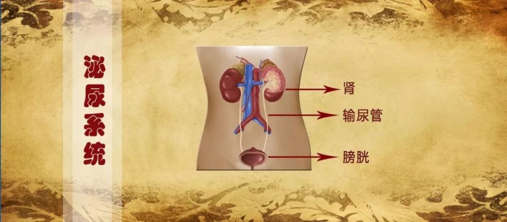 人到中年肾就不好了泌尿科医生教你几招让肾变健康