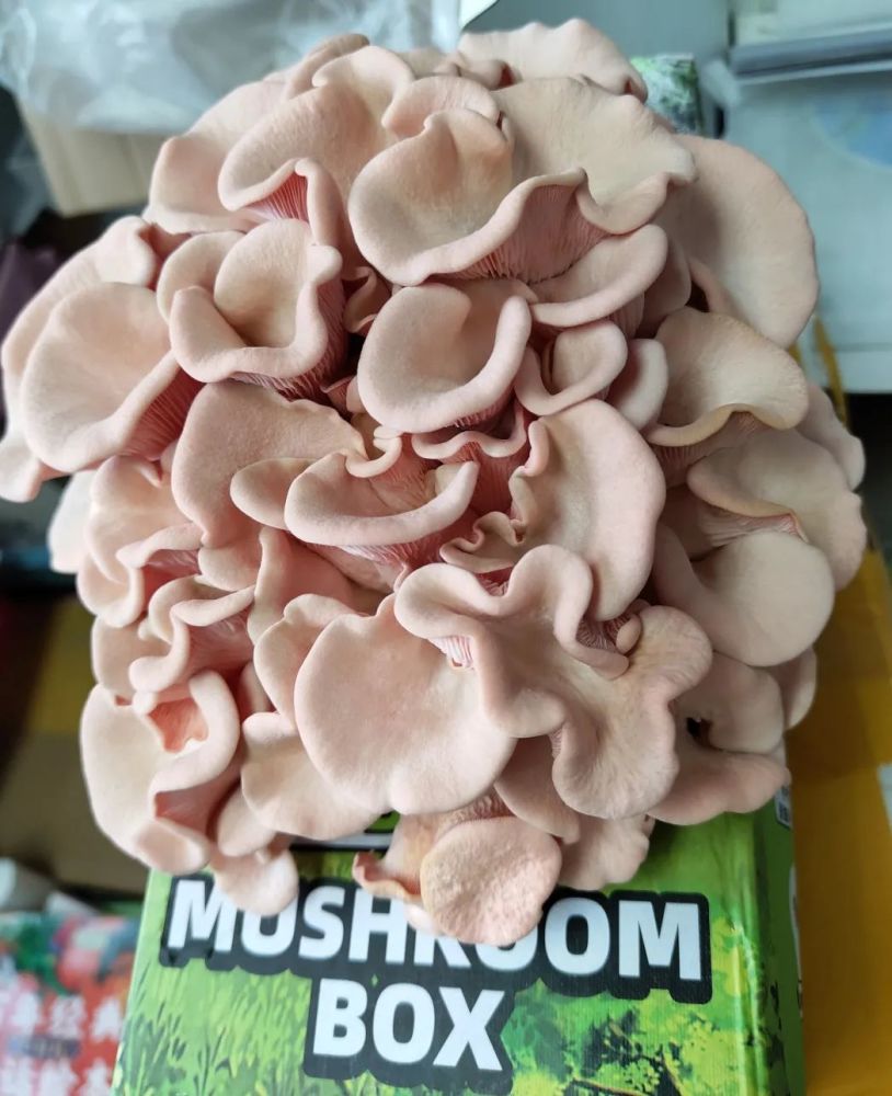 是桃红平菇!