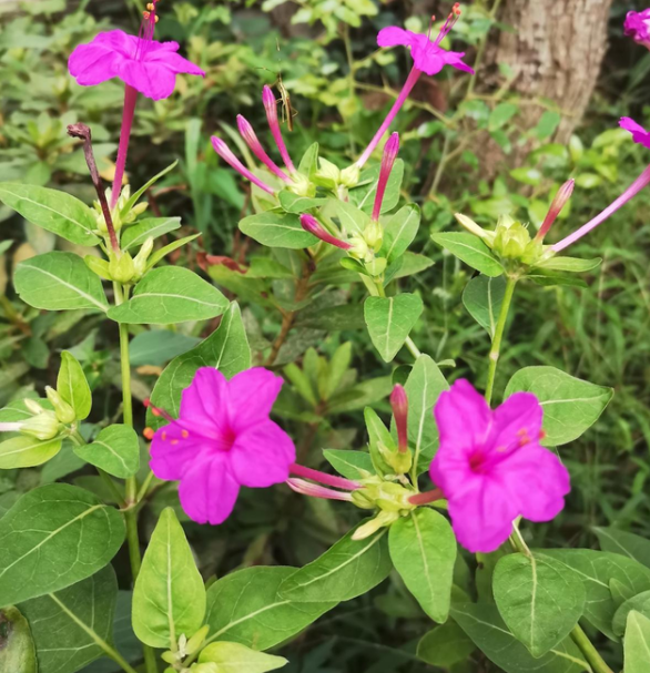 地雷花又叫紫茉莉,状元花等,因其卵圆形的黑色种子表面有褶皱的斑纹