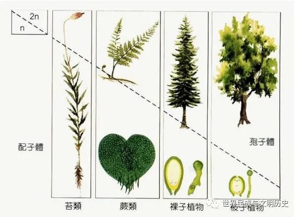 地球生物全系列植物篇植物界概述二