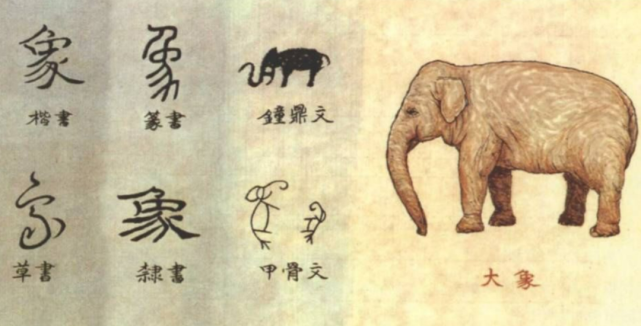 安阳殷墟遗址不仅出土过象牙,在甲骨,金文上的"象"字,也有十多种,与