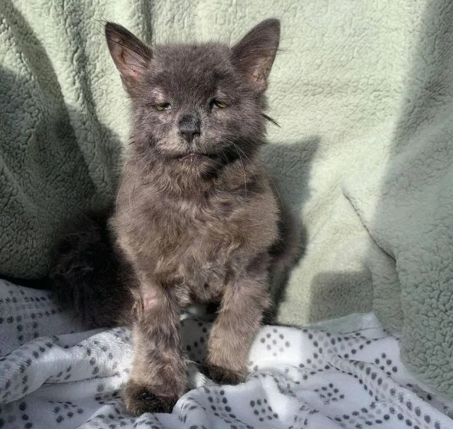 一只丑陋的蓝猫背后的真相