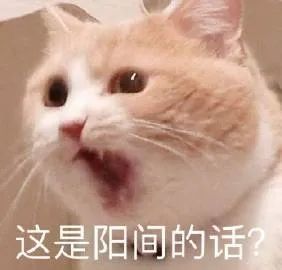 壁纸 动物 猫 猫咪 小猫 桌面 282_270