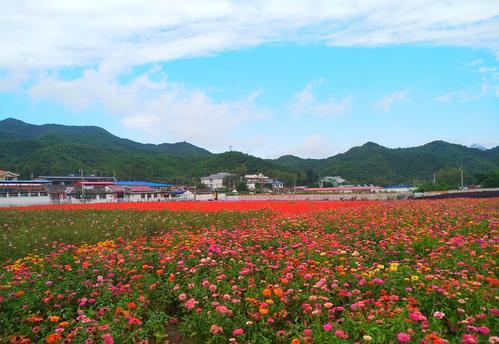 北京一处罕见花海长47公里占地8000亩门票0元适合全家出游