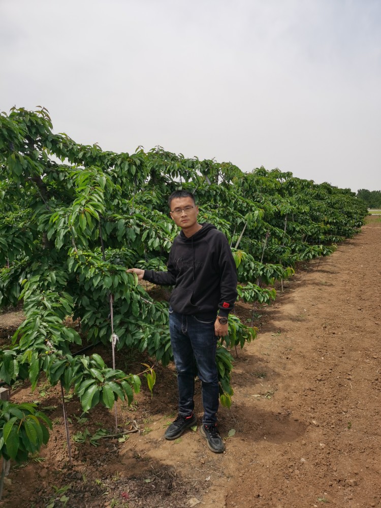 加拿大巨人樱桃苗ssa树形的种植技术