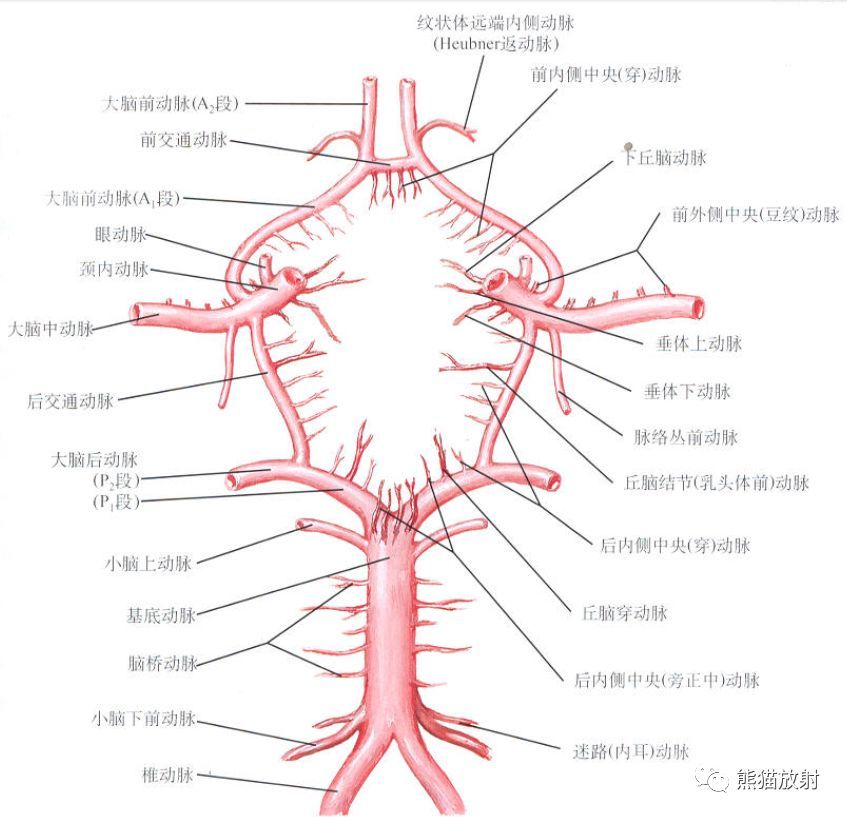 netter解剖图 1,颈内动脉;2,大脑后动脉;3,大脑前动脉 (a1);4,大脑前