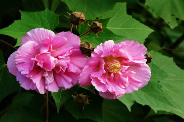 霜降节气之花木芙蓉五首:唤作拒霜知未称,细思却是最