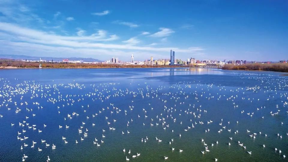 面积8850亩,其中陆地6150亩,水面,滩涂2700亩,景区包括双龙湖白天鹅