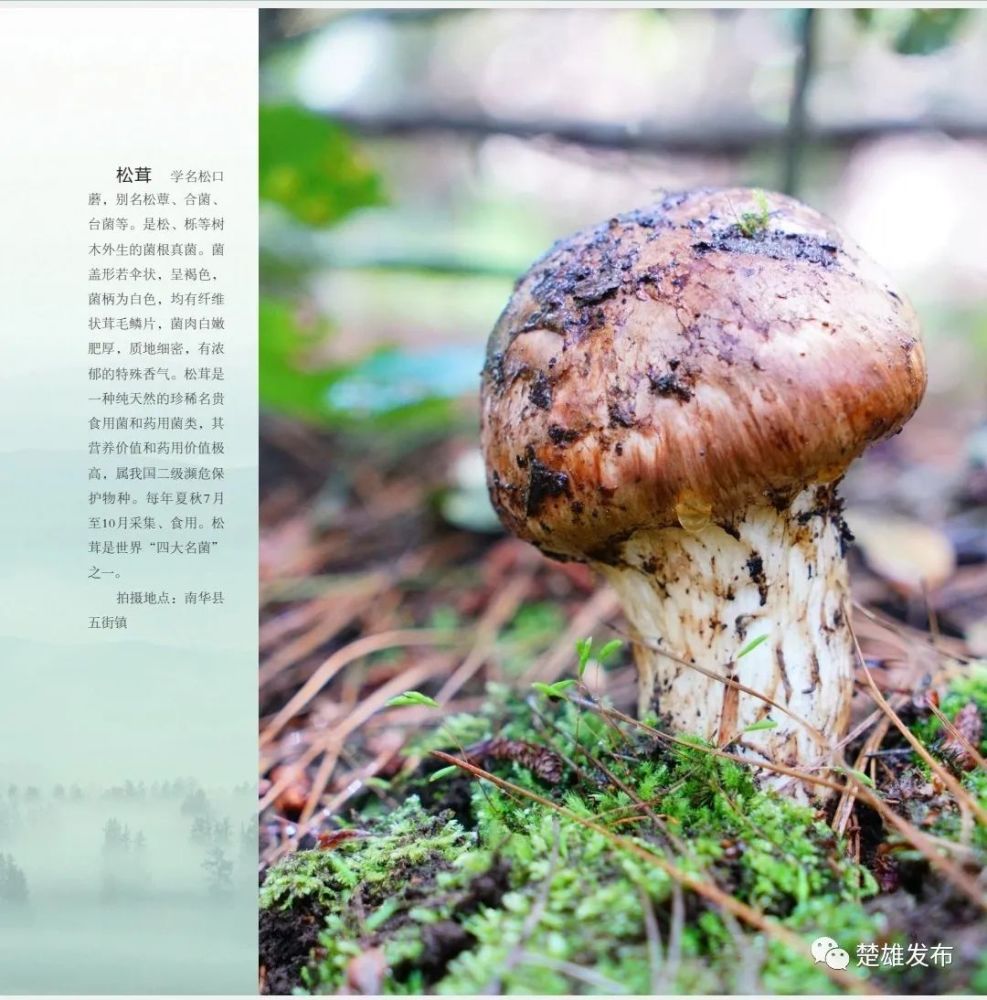 cop15 遇见楚雄《森林的精灵—南华县野生菌摄影作品集》出版发行