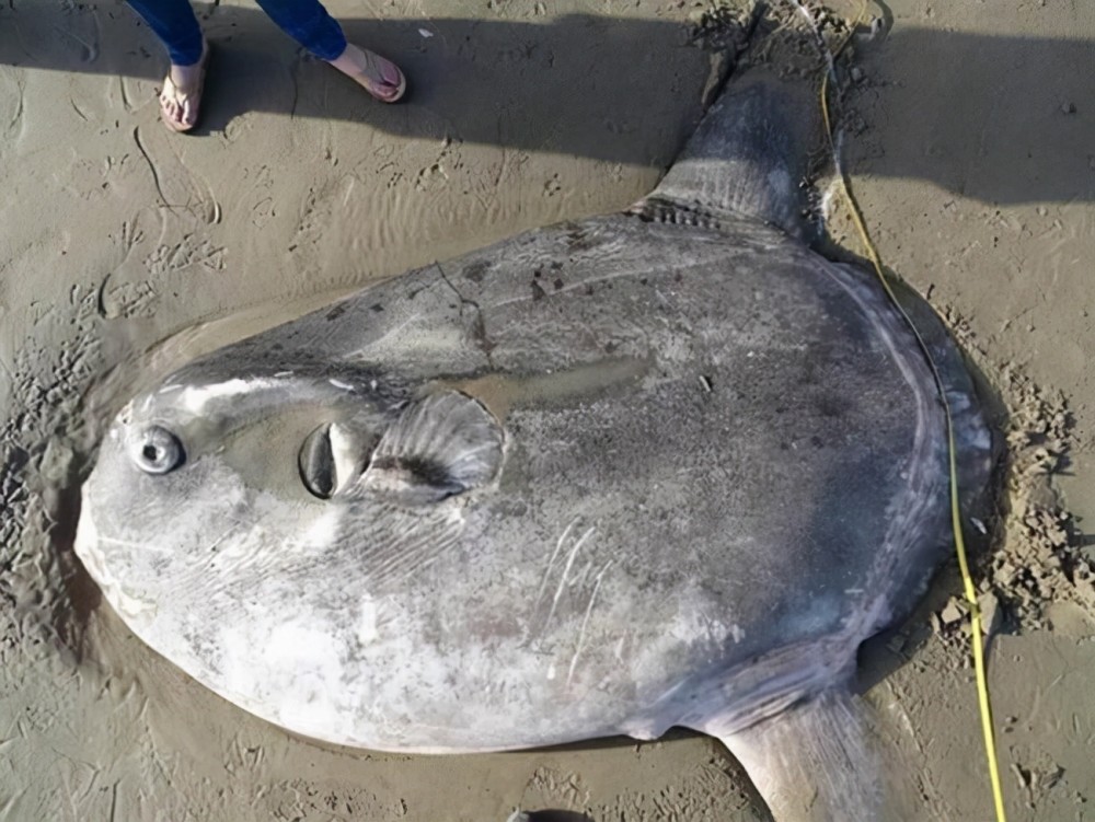 渔民误捕2吨巨型翻车鱼,为什么抓到它会放生?是它不好吃吗?