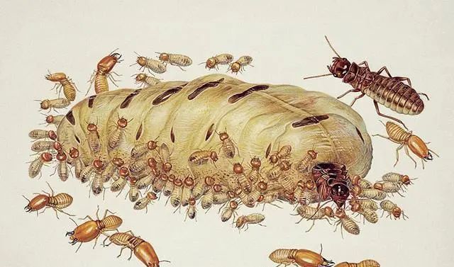 同样是一种白蚁,为何蚁后肚子比其他白蚁的大?蚁后:繁殖后代