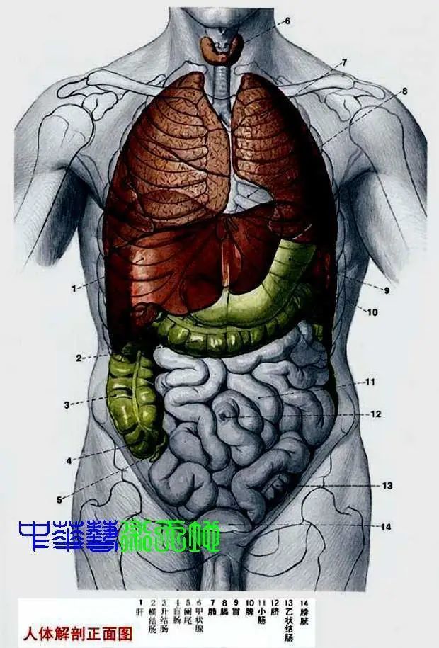 人体内脏结构分布,主要包括人体胸腹部内脏器官的分布:肝脏,胆囊,胃
