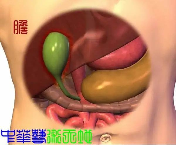 人体内脏结构分布,主要包括人体胸腹部内脏器官的分布:肝脏,胆囊,胃
