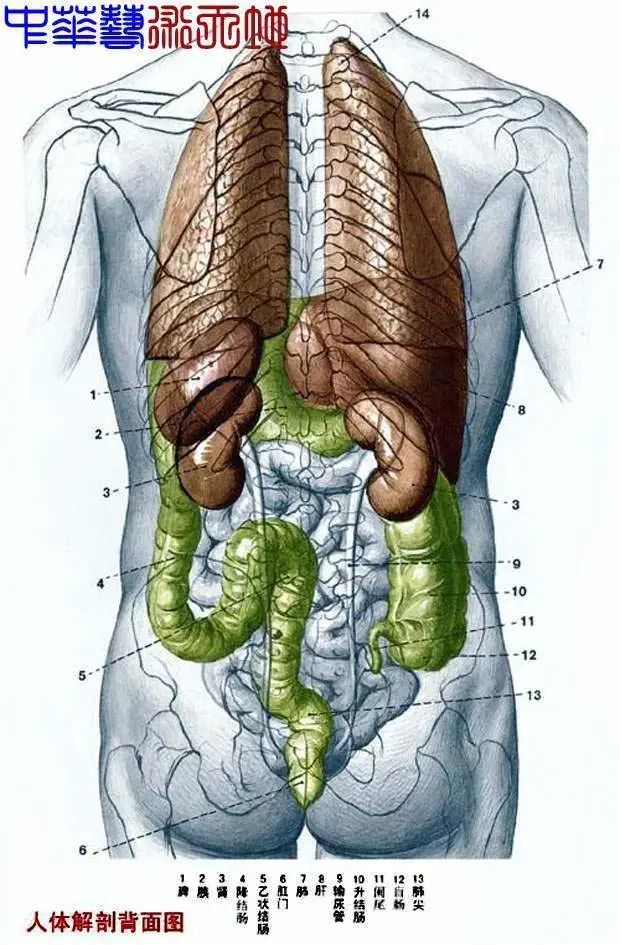 人体内脏结构分布,主要包括人体胸腹部内脏器官的分布:肝脏,胆囊,胃