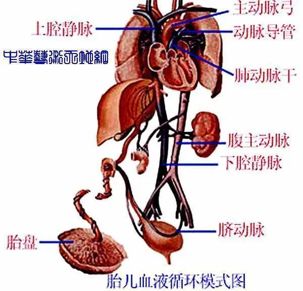 人体内脏结构分布,主要包括人体胸腹部内脏器官的分布:肝脏,胆囊,胃