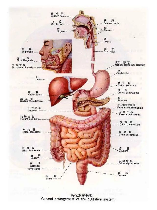 肾,小肠,脾,直肠,十二指肠,胰,输尿管,膀胱,子宫等重要器官的位置示意