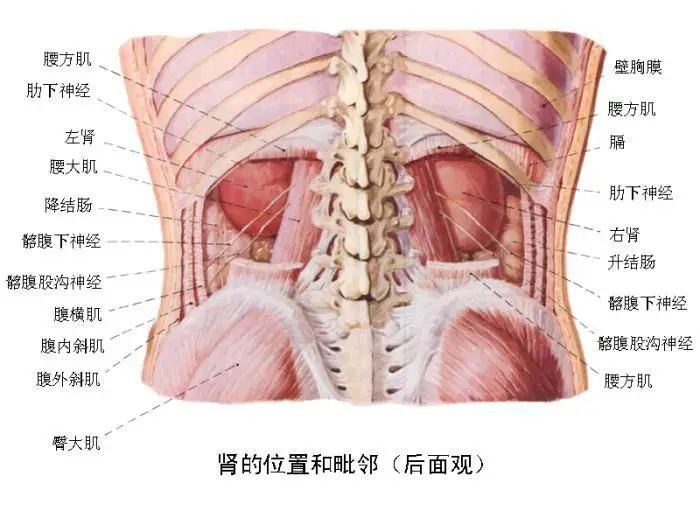 最全的人体内脏结构图收藏版