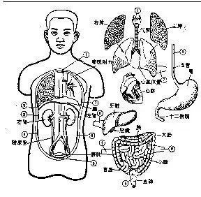 消化系统概述人体内脏结构分布,主要包括人体胸腹部内脏器官的分布