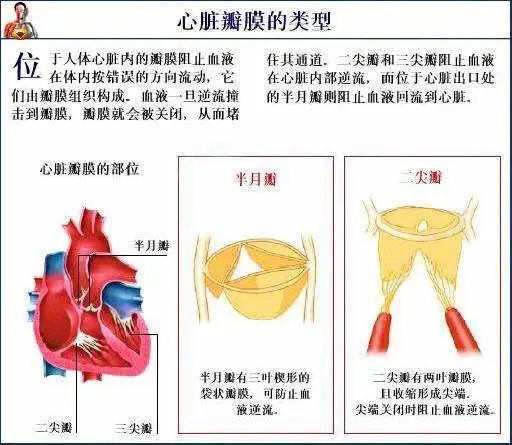 最全的人体内脏结构图收藏版