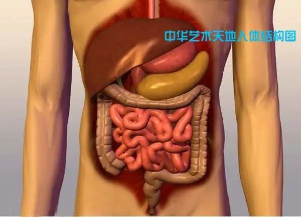 最全的人体内脏结构图收藏版