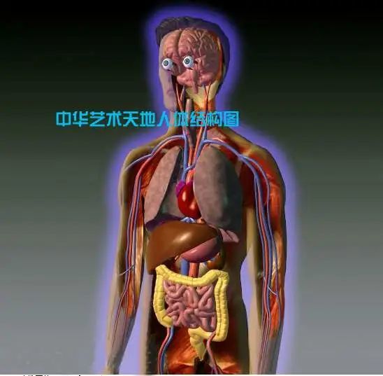 75心包.76心脏辫膜的体表投影.77头劲部静脉.78板障静脉.79椎静脉丛.