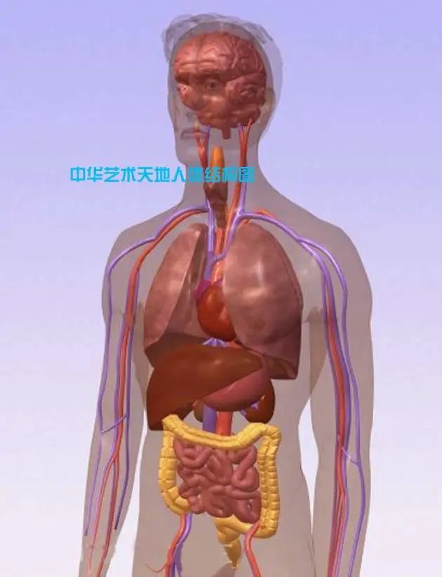 最全的人体内脏结构图收藏版