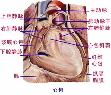 最全的人体内脏结构图收藏版