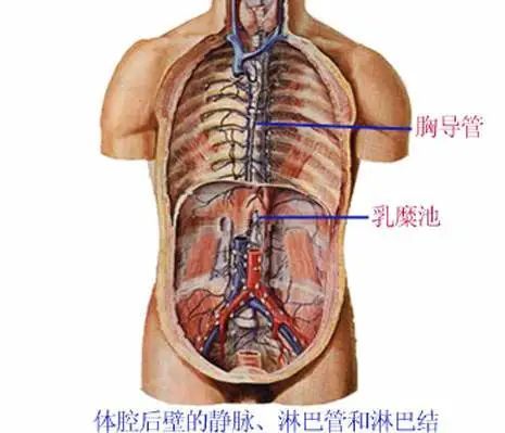 最全的人体内脏结构图收藏版