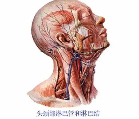 最全的人体内脏结构图收藏版