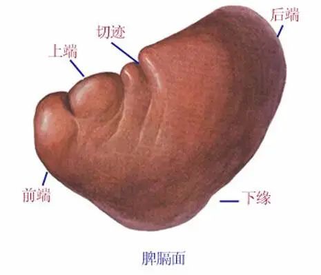 最全的人体内脏结构图收藏版