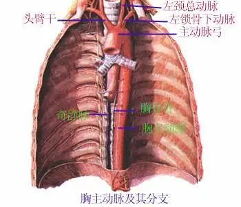 最全的人体内脏结构图(收藏版)