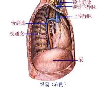 最全的人体内脏结构图收藏版