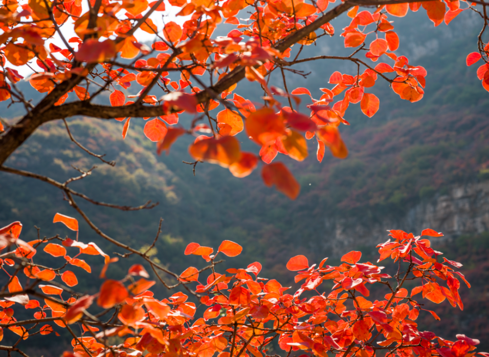 每一寸风景都在锐变 深秋红叶满太行,景色宜人庄子岭 四季芳华,深秋