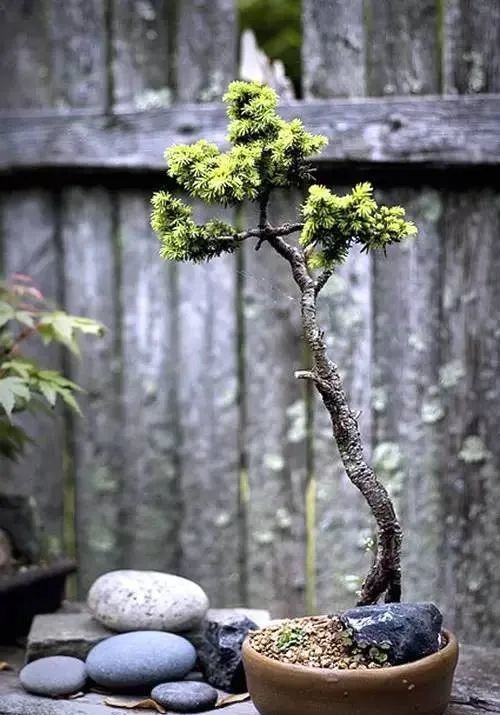 "文人盆景","文人树"都是扯淡!