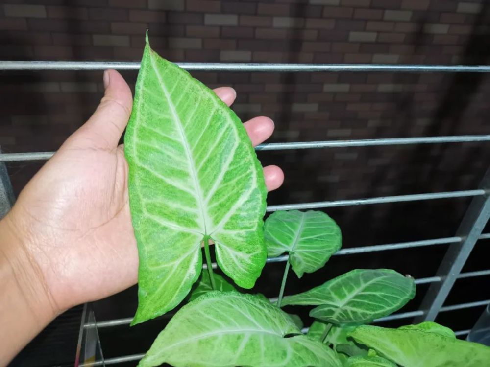 当然,也可以将水培合果芋养成爬藤植物,就在花盆里立一根柱子,让它