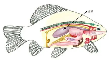 鱼类就是通过调节鱼鳔内的气体量来控制身体沉浮的,因此我们会看到