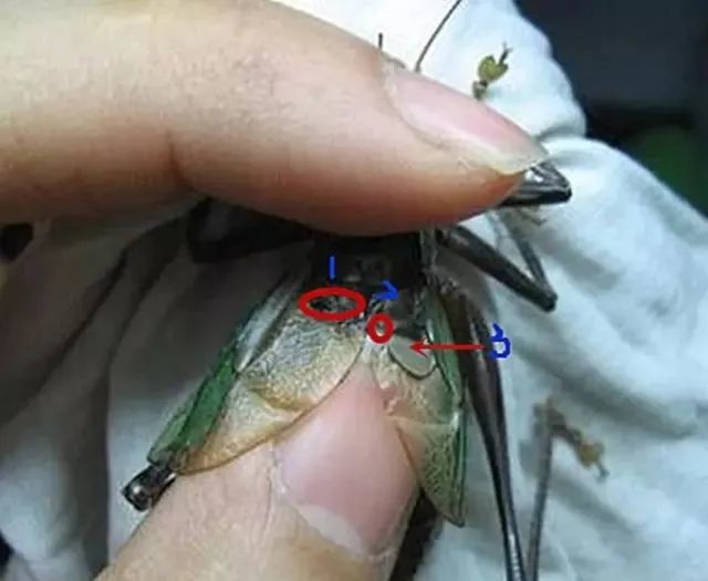 又要到玩虫儿的季节了