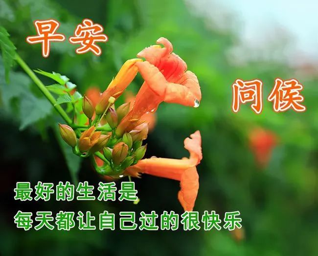 8张最新非常漂亮鲜花早上好图片表情包祝福语,群发朋友圈早安图片问候