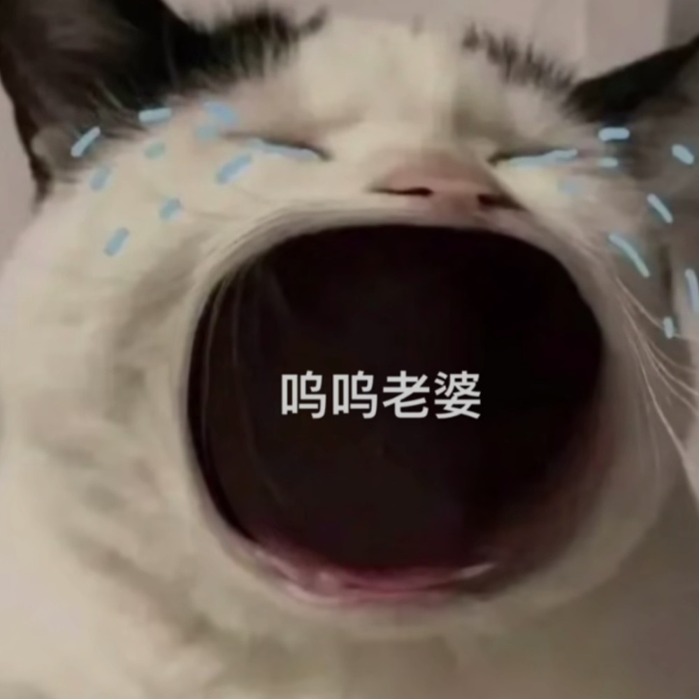 老婆奴丨猫咪表情包