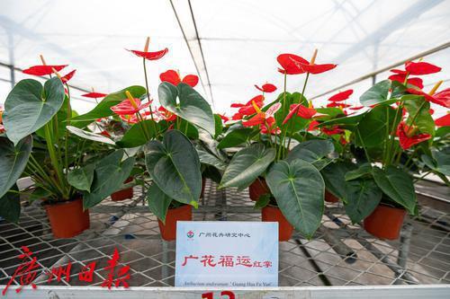广州从化|花卉产业蓬勃发展,"美丽经济"振兴乡村