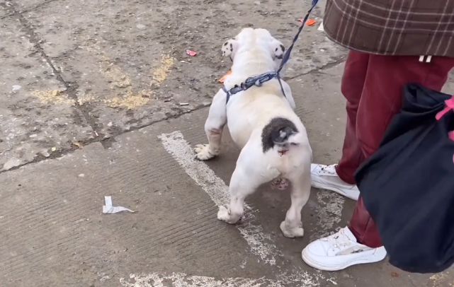 小伙在狗市里发现一只白色斗牛犬