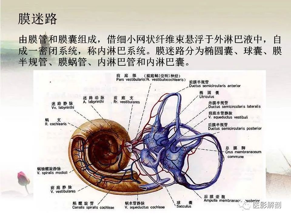 内耳应用典解剖